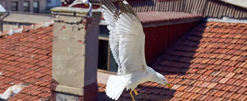 Residential Chimney Animal Removal Solution in Buffalo Grove, IL